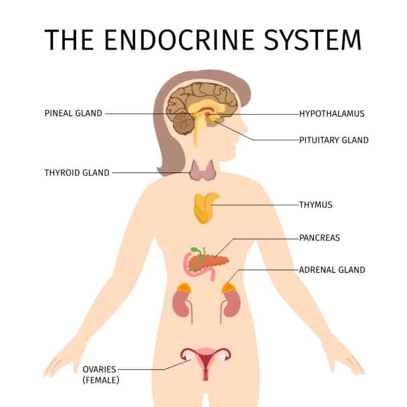How hair relaxer impacts the endocrine system